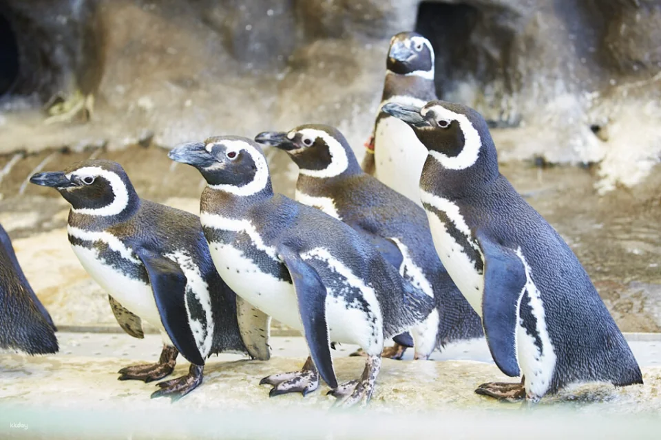 Shinagawa Aquarium, Tokyo, Japan | Tickets