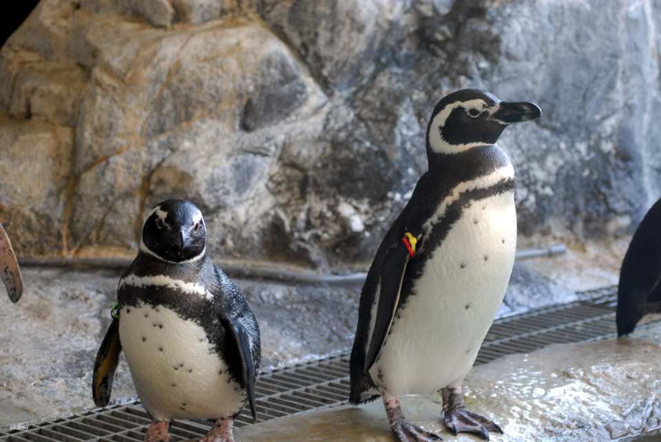 Shinagawa Aquarium, Tokyo, Japan | Tickets
