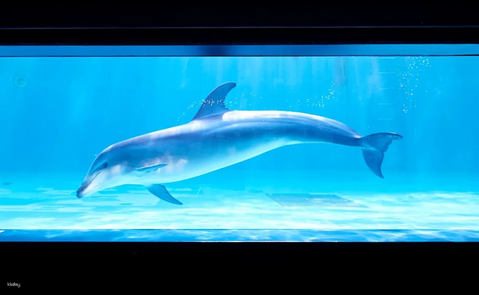 Shinagawa Aquarium, Tokyo, Japan | Tickets