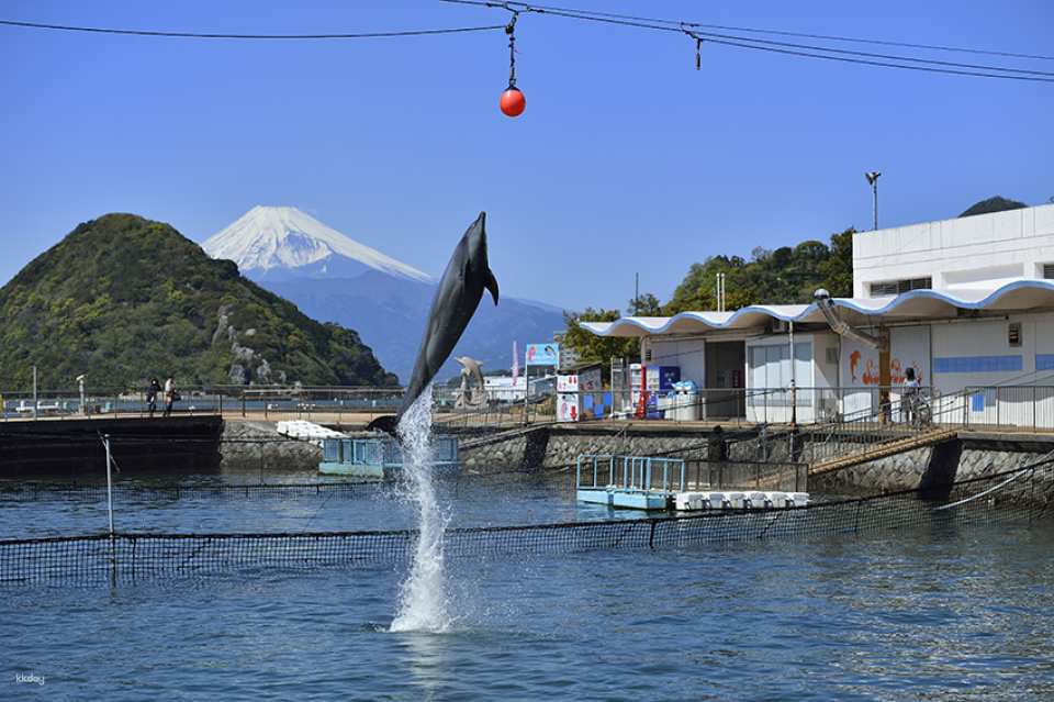 Shizuoka, Japan｜Izu・Mitsu Sea Paradise Mito Sea paradise one-day pass｜Buy now