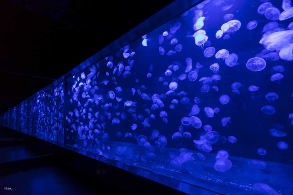 Shizuoka, Japan｜Izu・Mitsu Sea Paradise Mito Sea paradise one-day pass｜Buy now