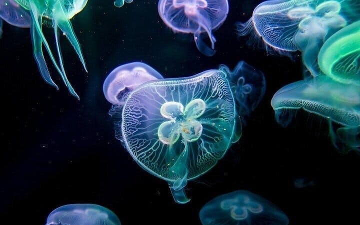 Side Aquarium and Fun Park Tour All Inclusive with Hotel Pickup Image 4