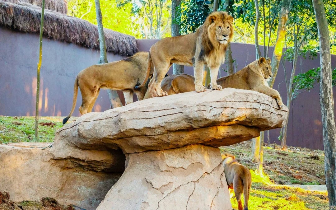 Simba Safari Tickets Image 3