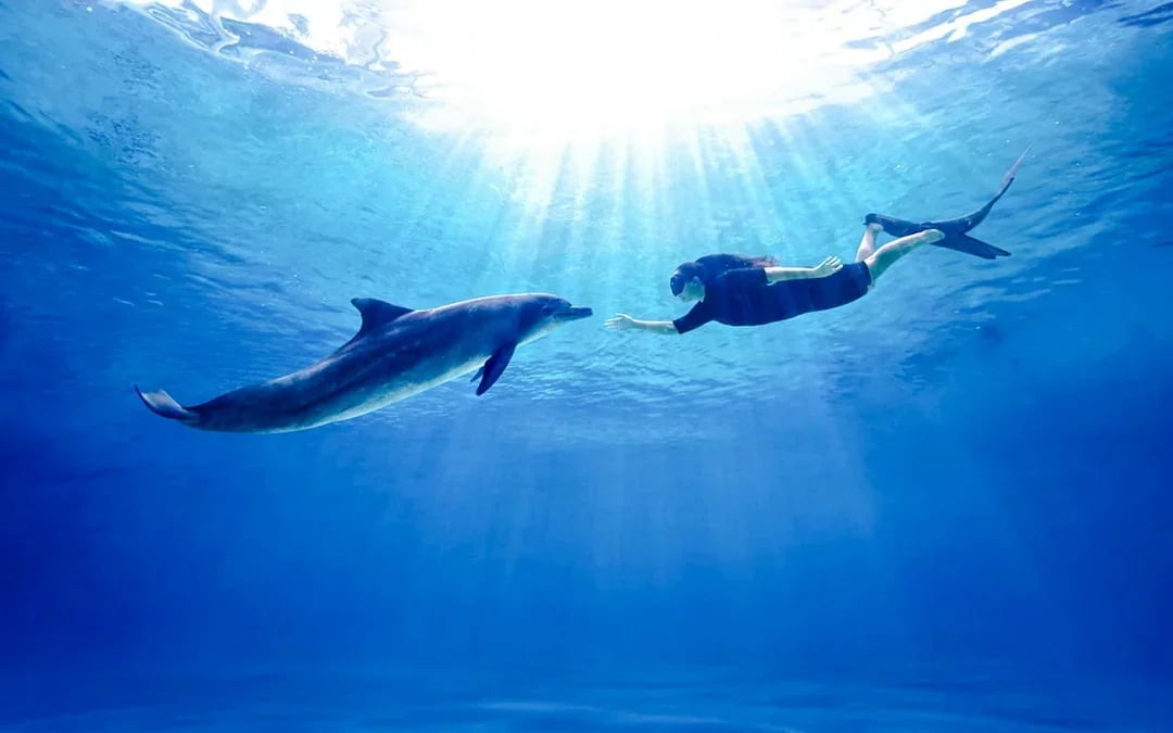 Singapore Oceanarium Dive Programs with Adventure Cove Waterpark Entry Image 5