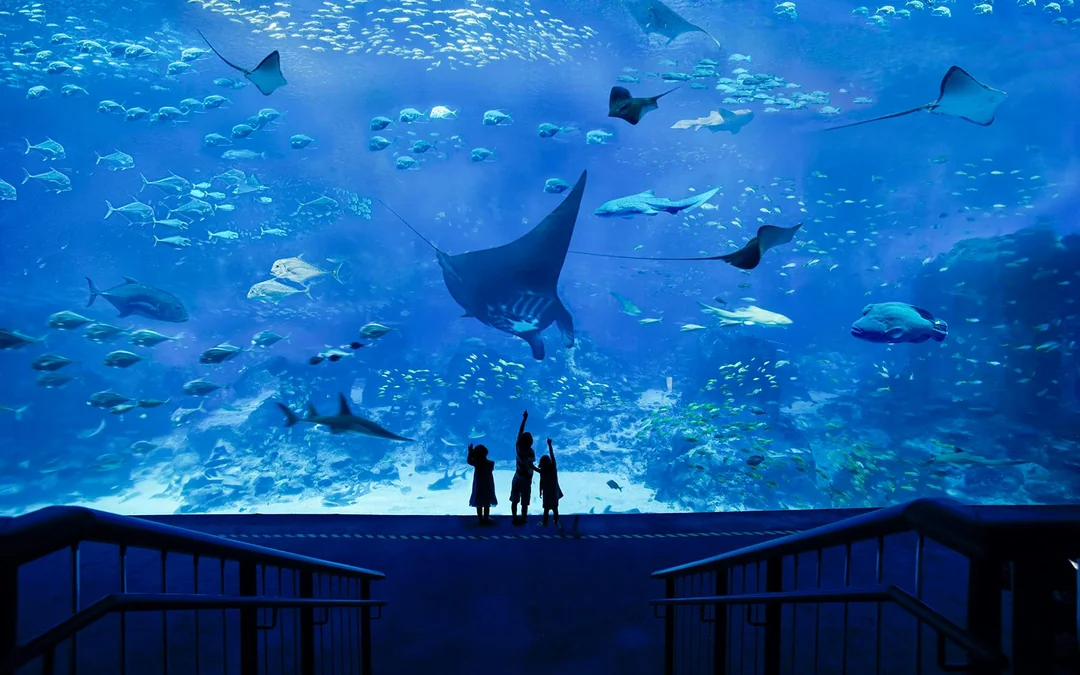 Singapore Oceanarium Tickets with Dolphin Moments Image 12