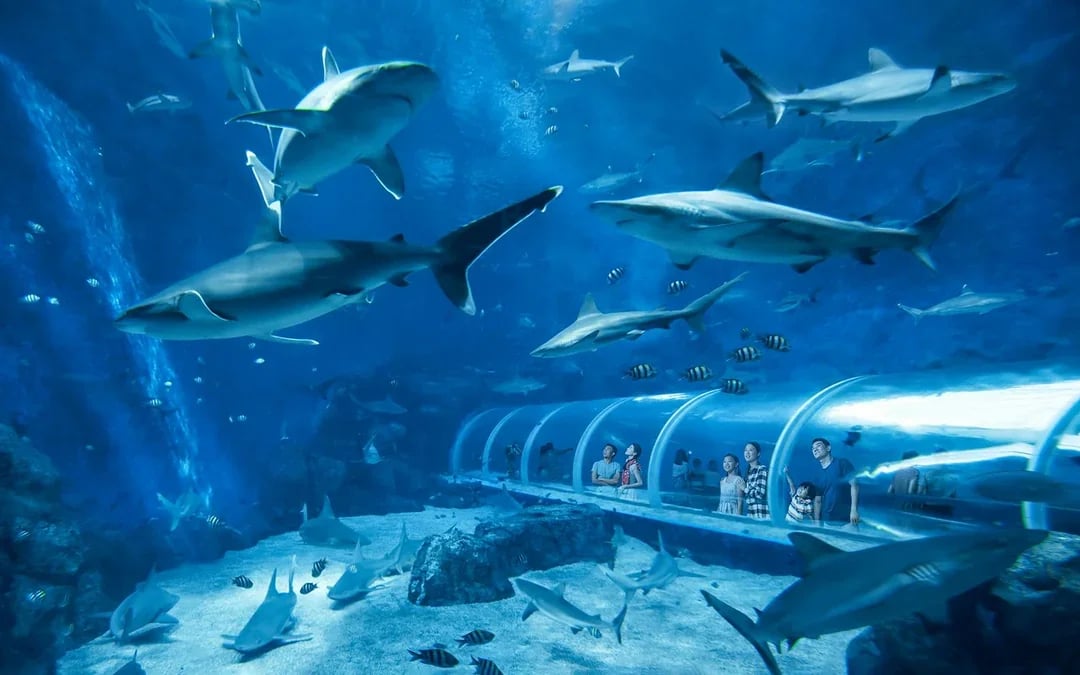 Singapore Oceanarium Tickets with Dolphin Moments Image 7