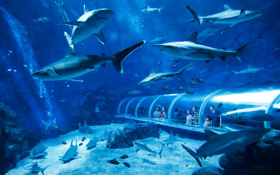 Singapore Oceanarium Tickets Image 12