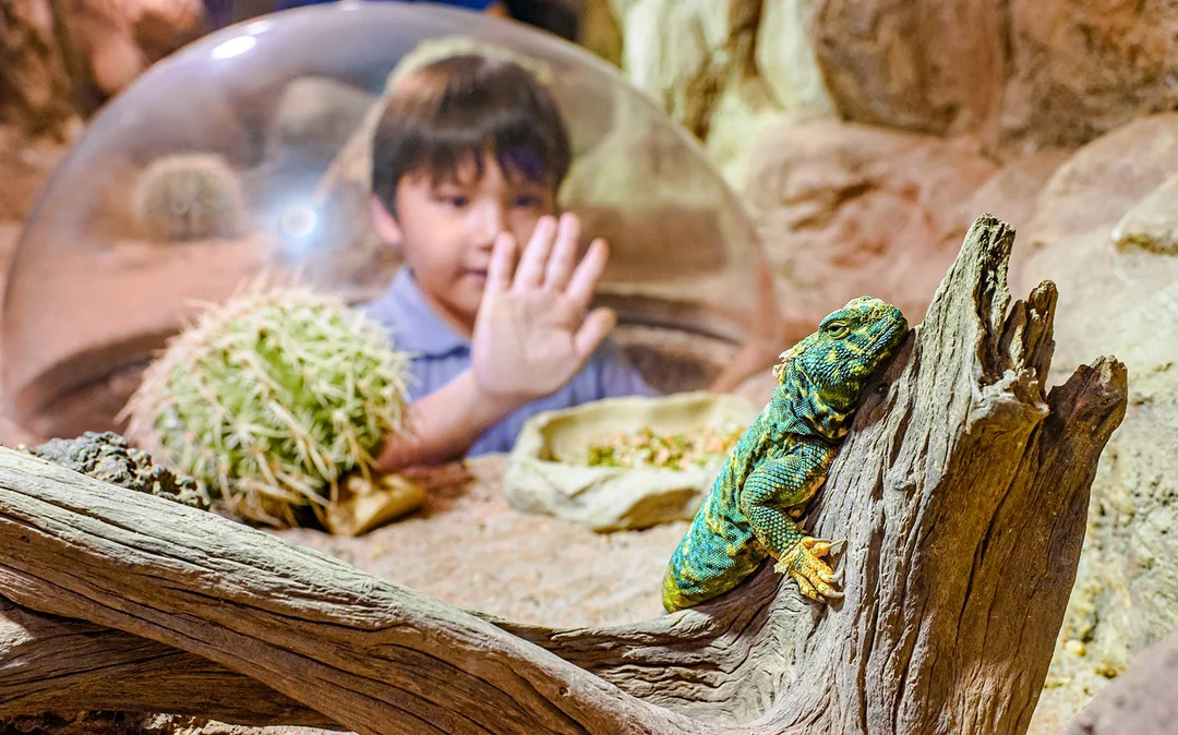 Singapore Zoo Tickets | Mandai Wildlife Reserve Image 12