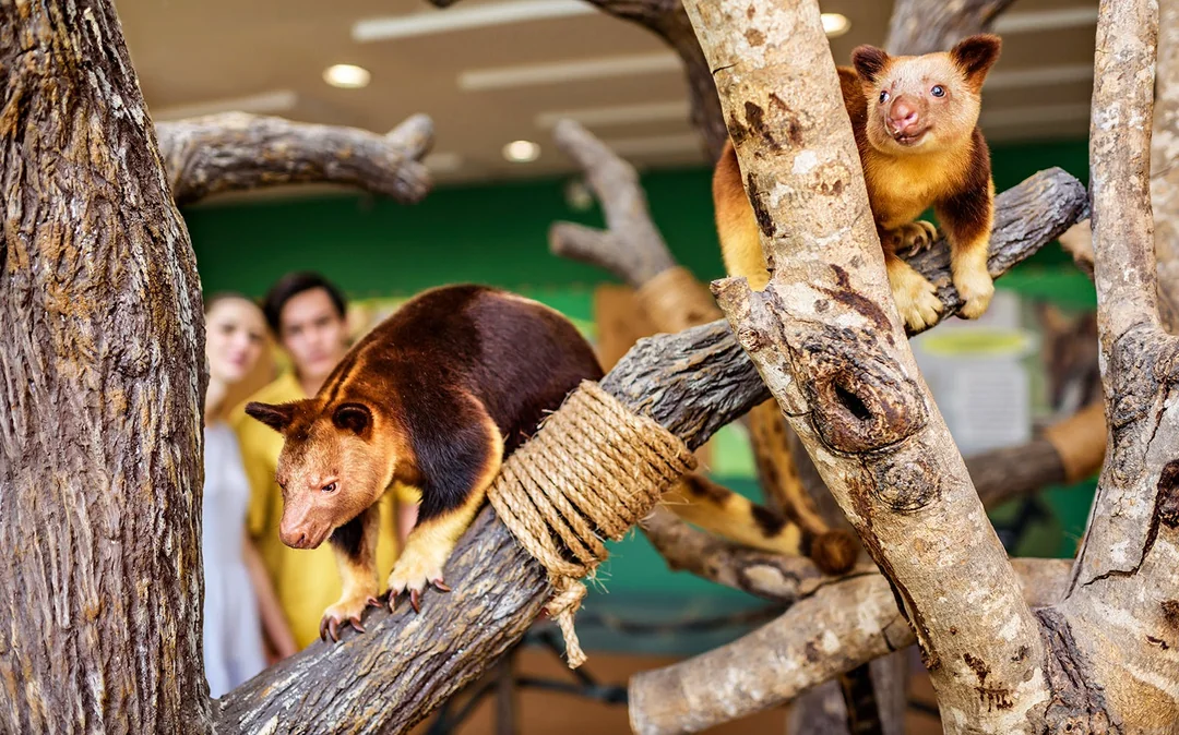 Singapore Zoo Tickets | Mandai Wildlife Reserve Image 5