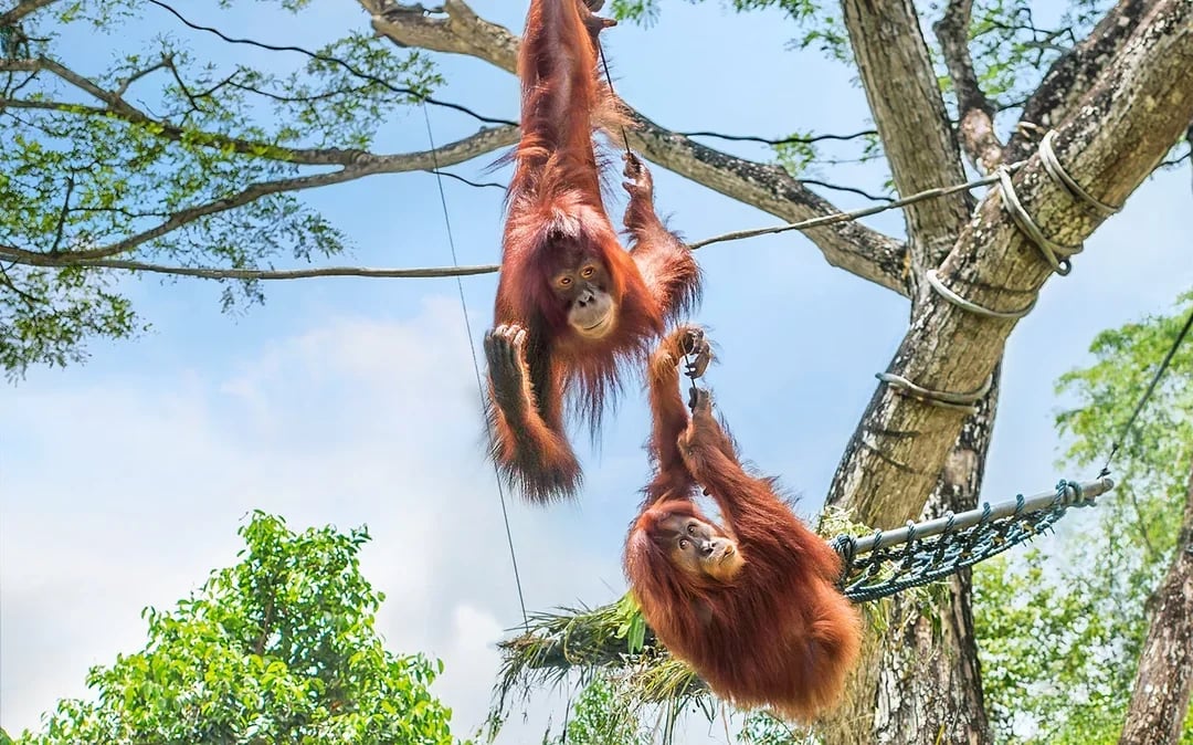 Singapore Zoo Tickets | Mandai Wildlife Reserve Image 7