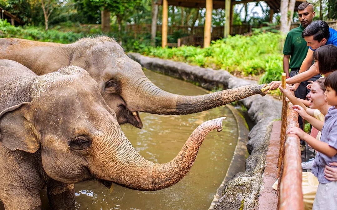 Singapore Zoo Tickets | Mandai Wildlife Reserve Image 9