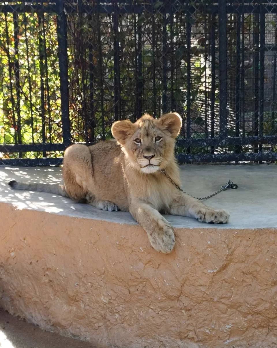 Siri Park & Zoo by Sriracha Tiger Zoo | Thailand
