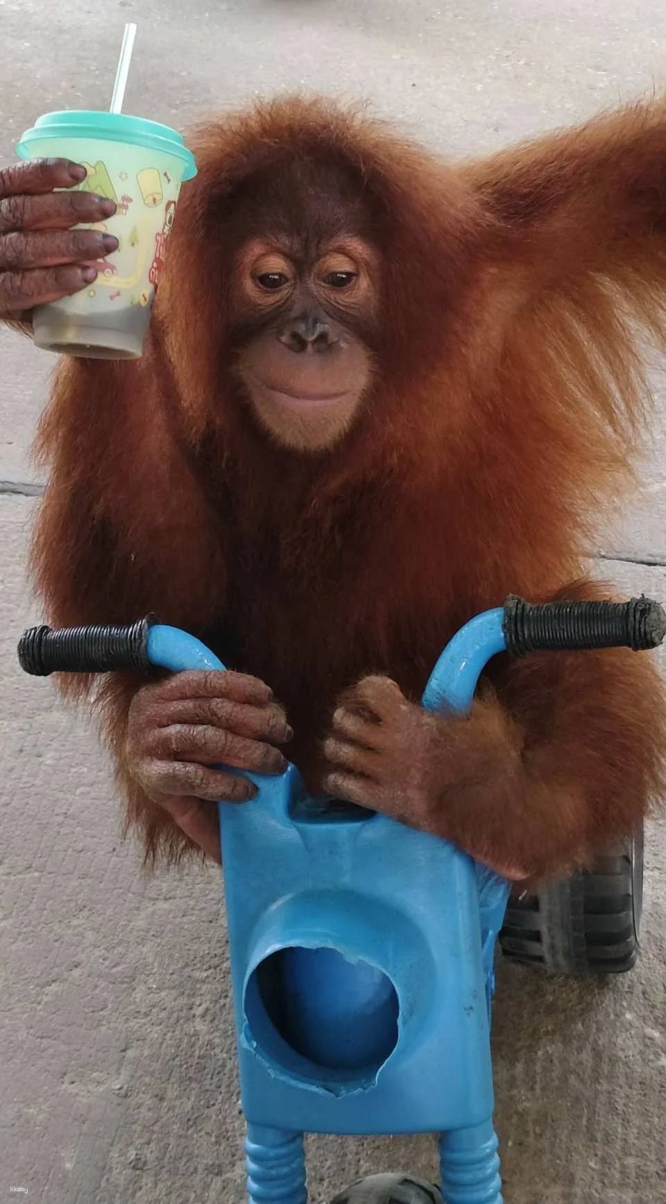 Siri Park & Zoo by Sriracha Tiger Zoo | Thailand