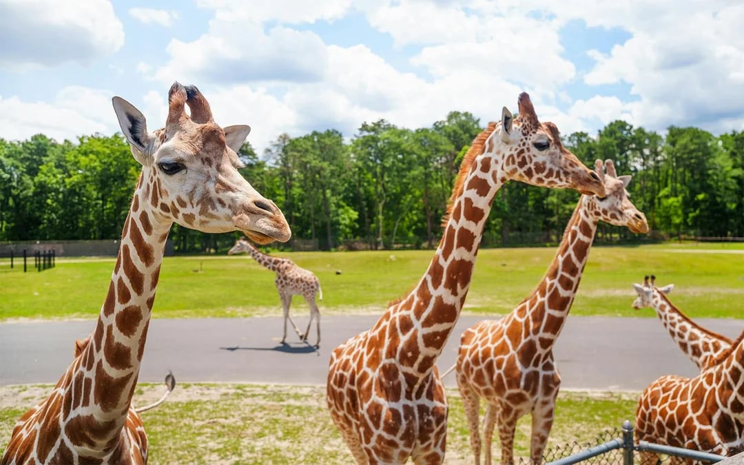 Six Flags Wild Safari: Guided Off-Road Safari Adventure Ticket Image 2