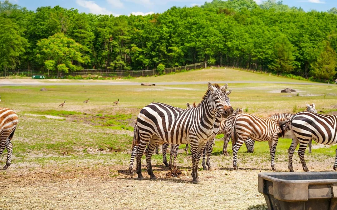 Six Flags Wild Safari: Guided Off-Road Safari Adventure Ticket Image 5