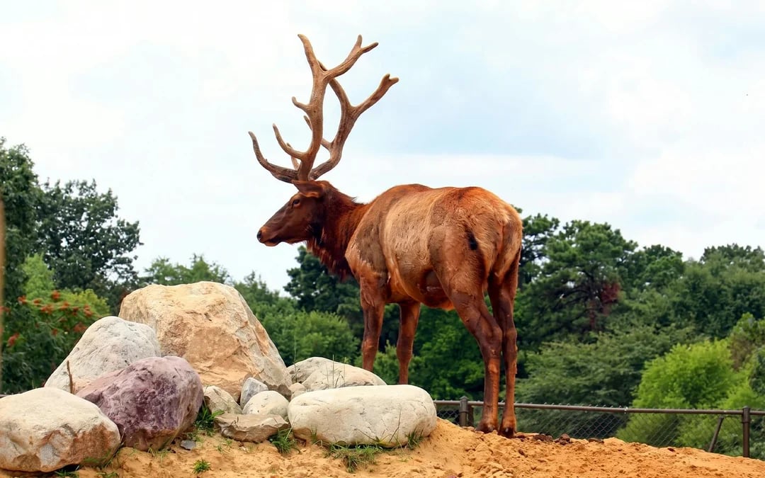 Six Flags Wild Safari: Guided Off-Road Safari Adventure Ticket Image 9