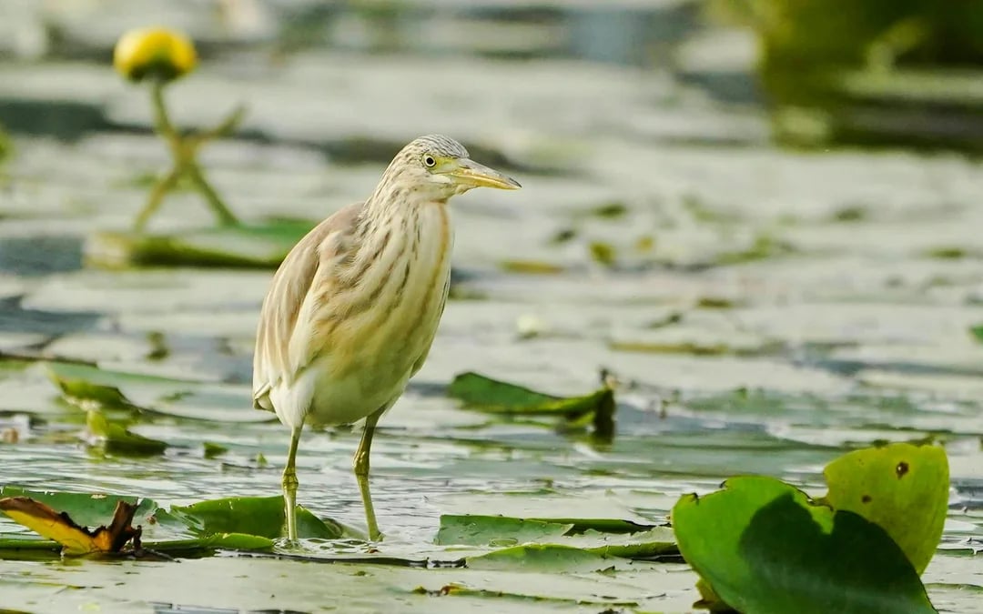 SKADAR LAKE WILD BEAUTY 2H BOAT TOUR Image 6