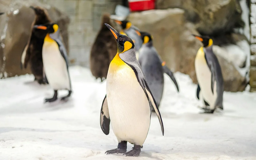 Ski Dubai: Snow Premium Tickets with Penguin Encounter Image 3