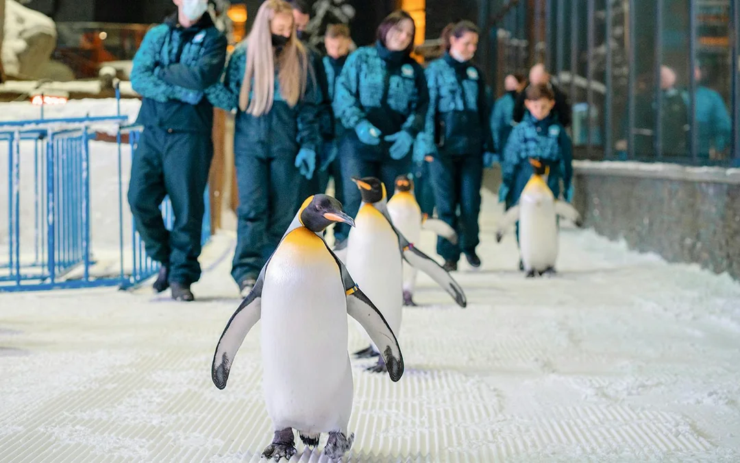 Ski Dubai: Snow Premium Tickets with Penguin Encounter Image 4