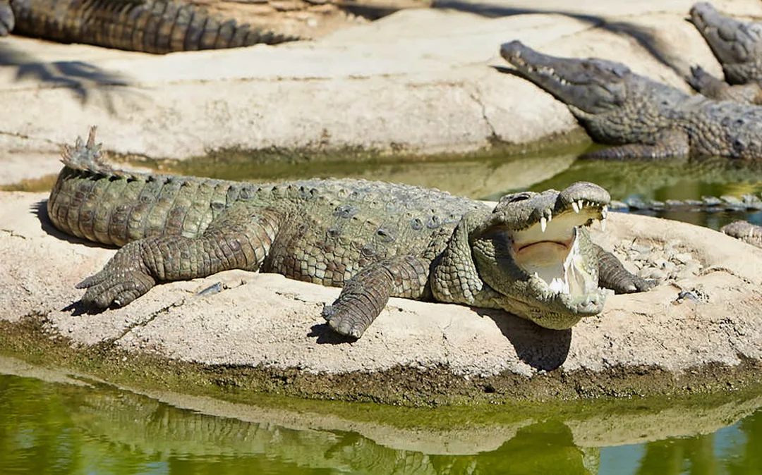 Skip-the-Line Tickets to Crocodile Park Image 1