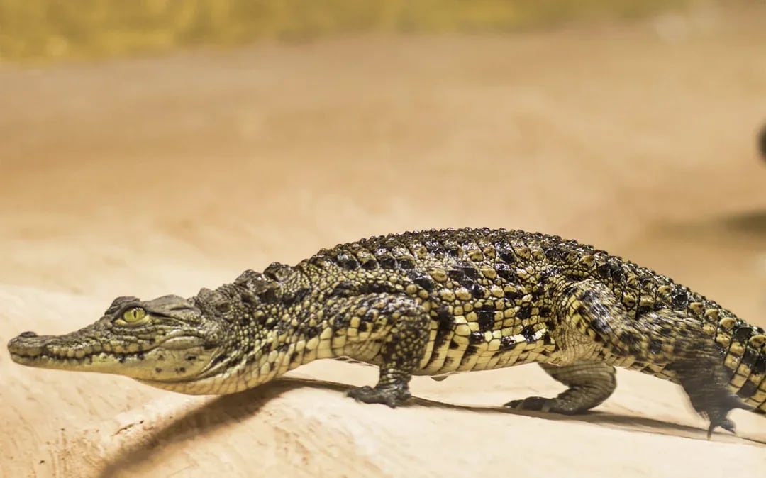 Skip-the-Line Tickets to Crocodile Park Image 2
