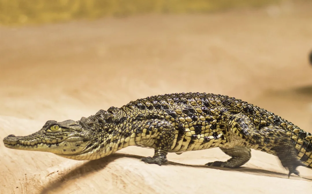 Skip-the-Line Tickets to Crocodile Park Image 2