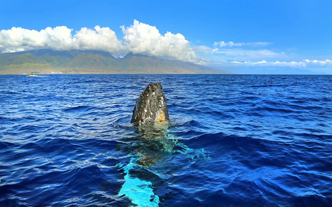 Small-Group Whale Watching Cruise from Maʻalaea Harbor Image 1