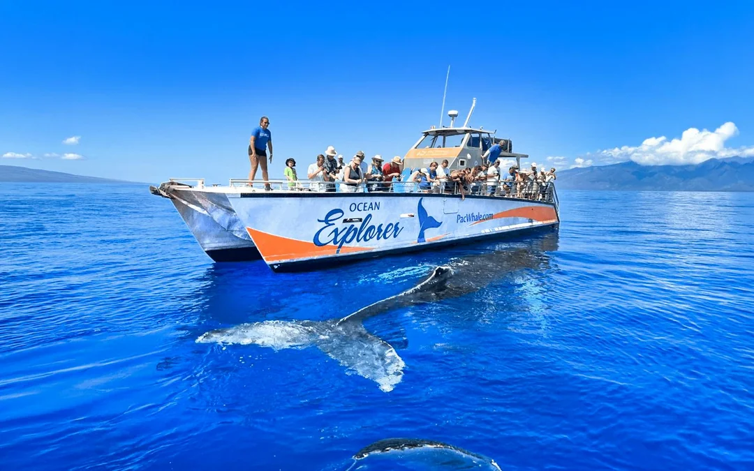 Small-Group Whale Watching Cruise from Maʻalaea Harbor Image 2