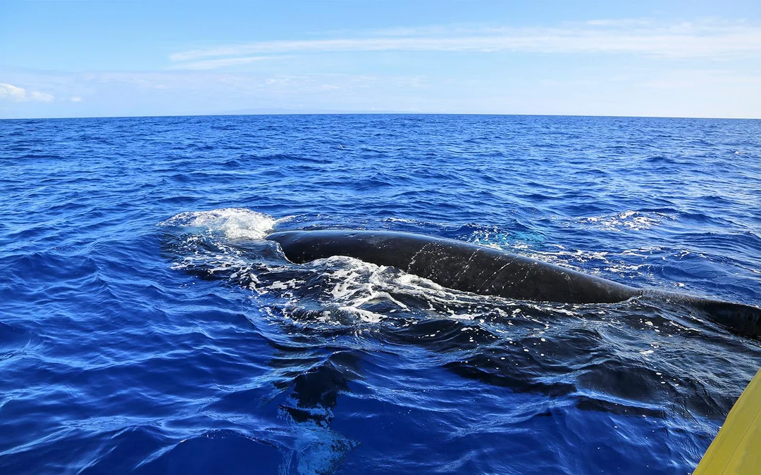 Small-Group Whale Watching Cruise from Maʻalaea Harbor Image 3