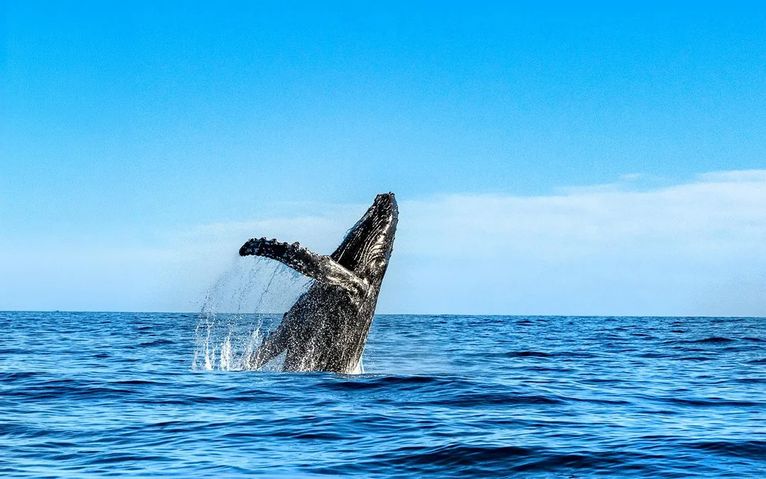 Small-Group Whale Watching Cruise from Maʻalaea Harbor Image 4
