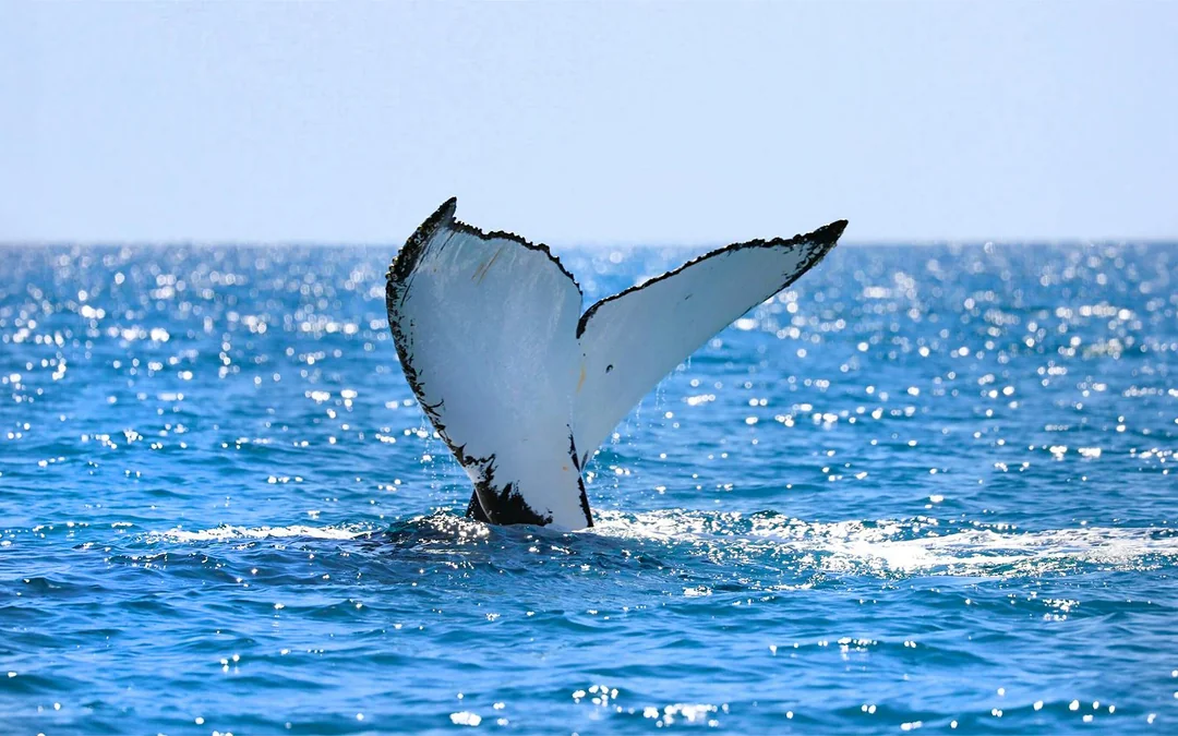 Small-Group Whale Watching Cruise from Maʻalaea Harbor Image 5
