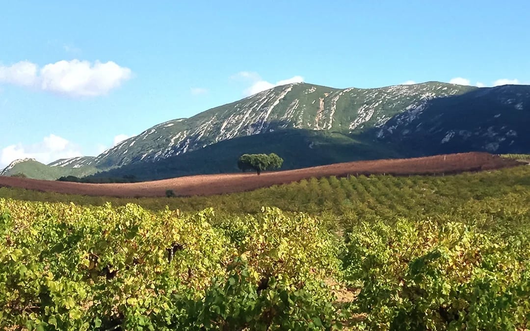 Small Group Wine Tour in Arrábida from Lisbon Image 8