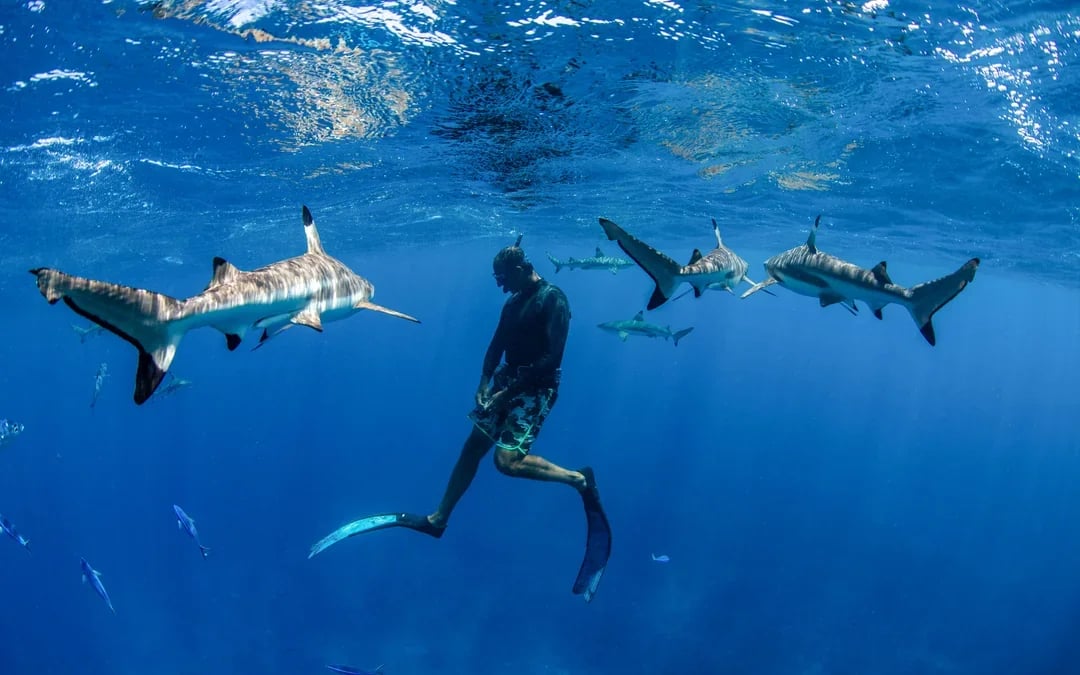 Snorkel with Sharks: Yasawa Island Day Trip With Buffet Lunch & Transfers Image 6