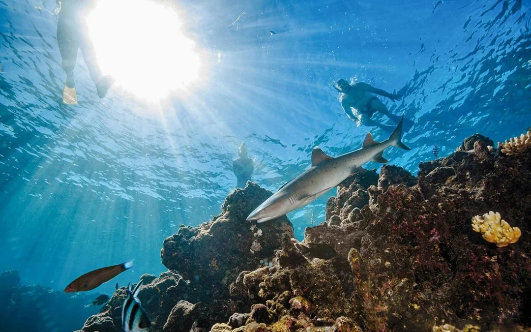 Snorkel with Sharks: Yasawa Island Day Trip With Buffet Lunch & Transfers Image 7