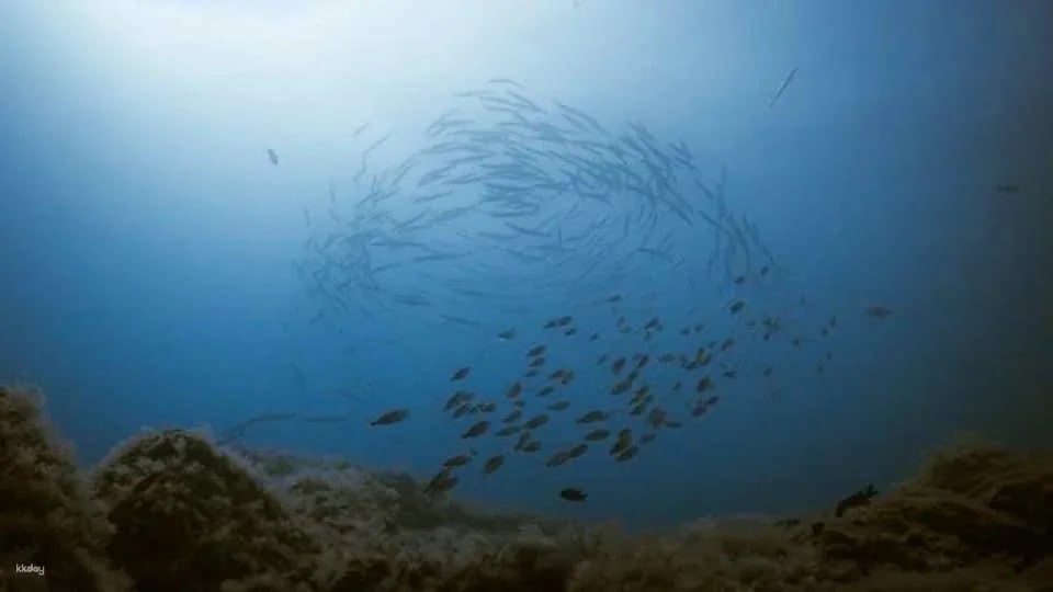 Snorkeling tour in the Bay of Stingrays