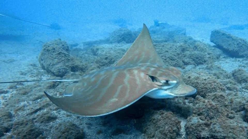 Snorkeling tour in the Bay of Stingrays