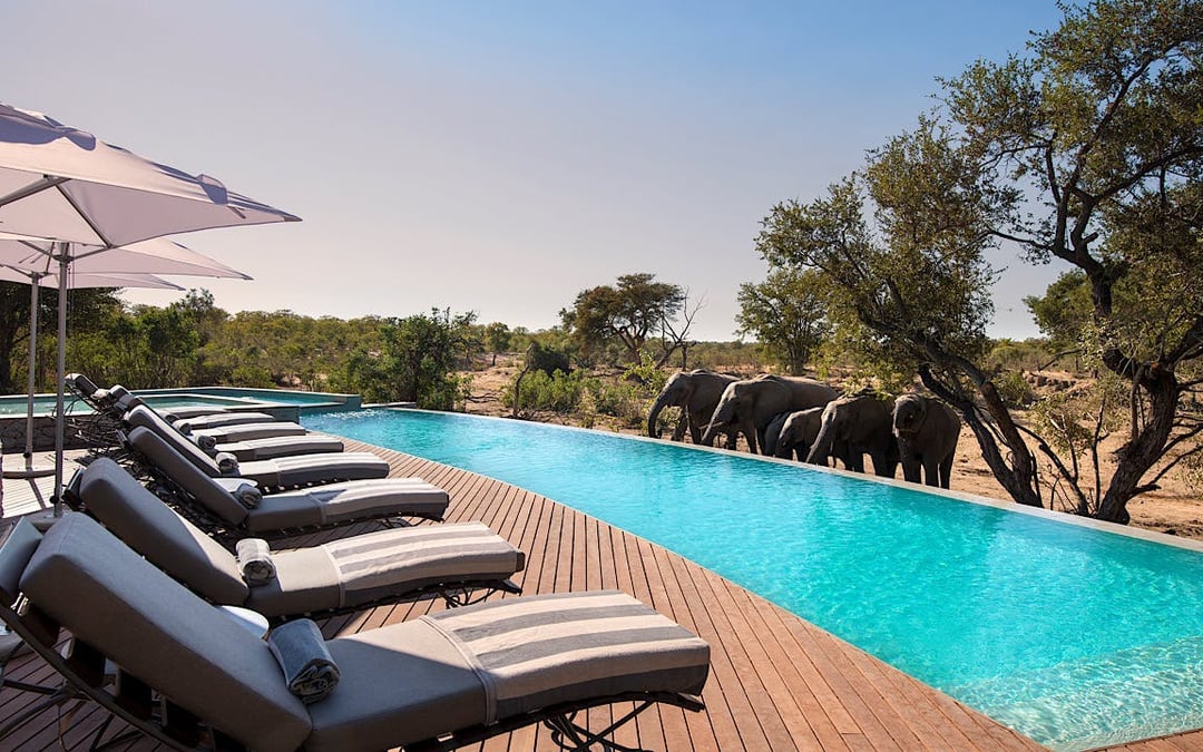 South Africa Grand Safari Tour: Timbavati, Kruger, Phinda Private Reserves and Cape Town with Premium Accommodation, Private Transfers, and Scheduled Flights Image 1