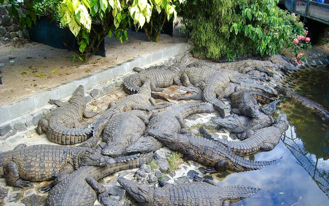 South Mauritius Private Day Trip: Bois Chéri Tea Factory & La Vanille Crocodile Park with Lunch Image 3