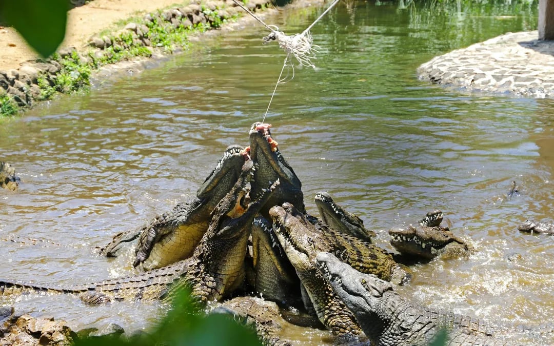 South Mauritius Private Day Trip: Bois Chéri Tea Factory & La Vanille Crocodile Park with Lunch Image 4