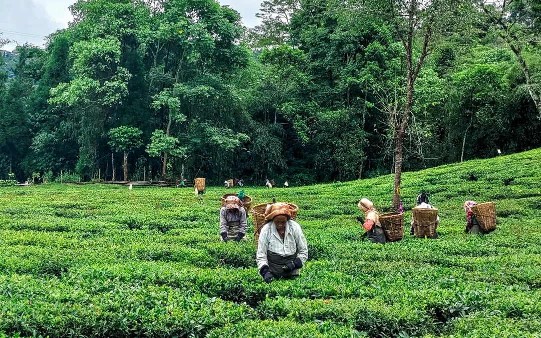 South Mauritius Private Day Trip: Bois Chéri Tea Factory & La Vanille Crocodile Park with Lunch Image 5