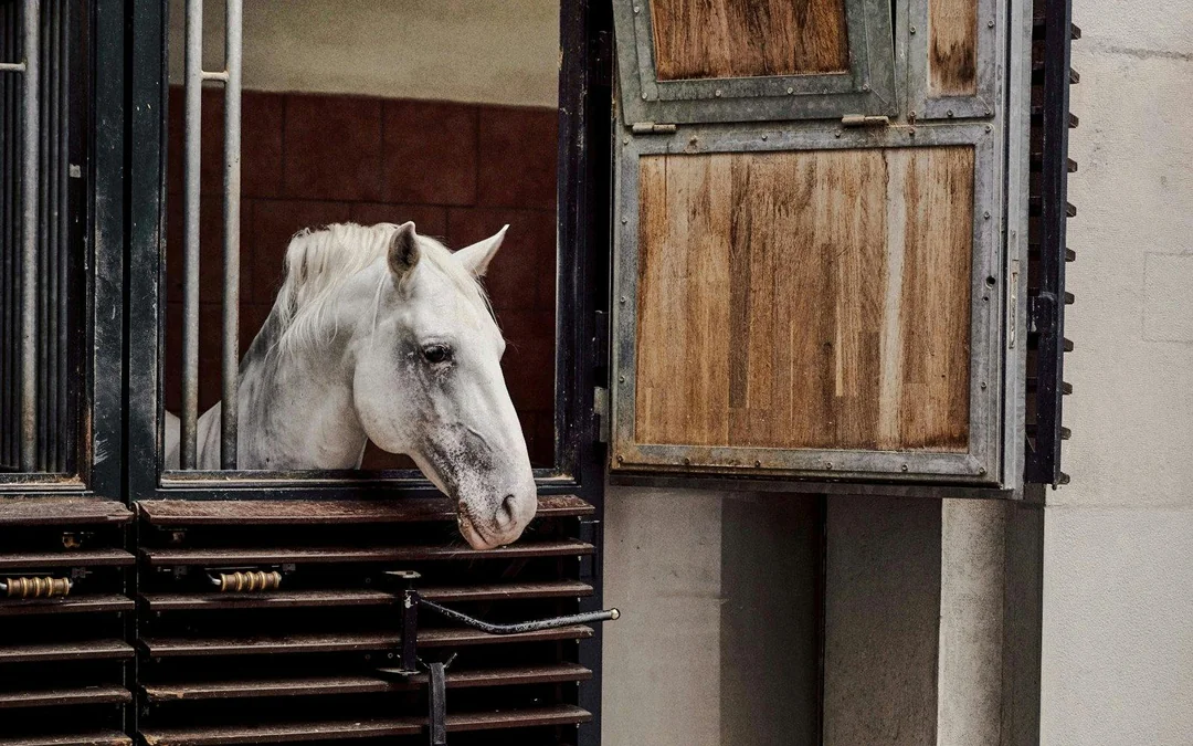 Spanish Riding School Architectural Guided Tour Image 5