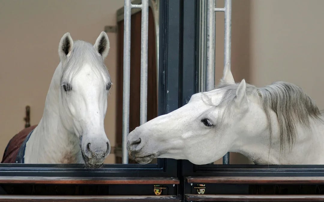 Spanish Riding School Lipizzaner Legends Guided Tour Image 3