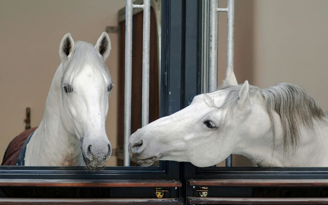 Spanish Riding School Lipizzaner Legends Guided Tour Image 3