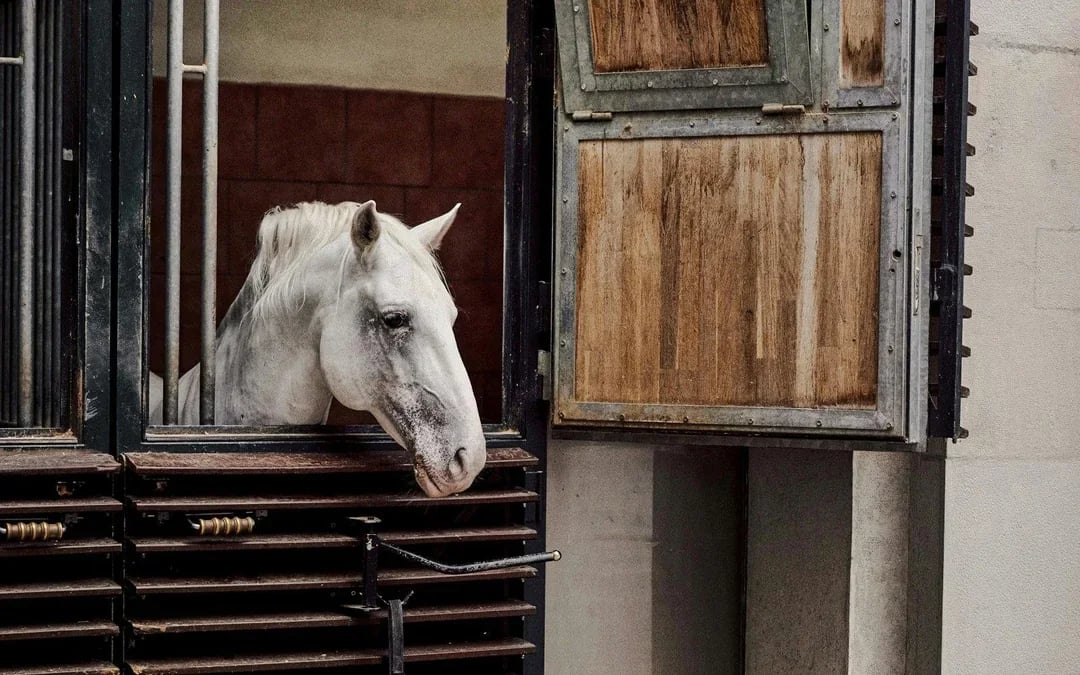 Spanish Riding School Lipizzaner Legends Guided Tour Image 6