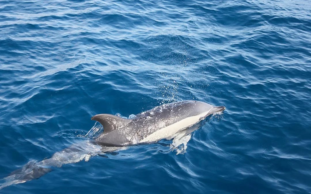 Speedboat Whale & Dolphin Watching Cruise with Sunset & Transfers Image 7