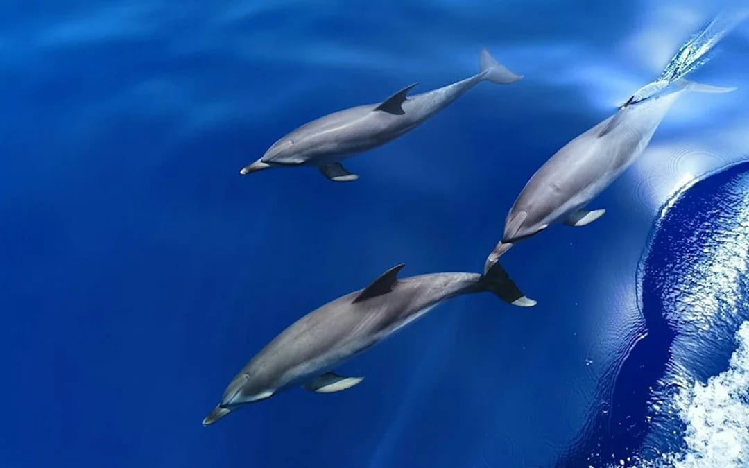 Speedboat Whale & Dolphin Watching Cruise with Sunset & Transfers Image 8