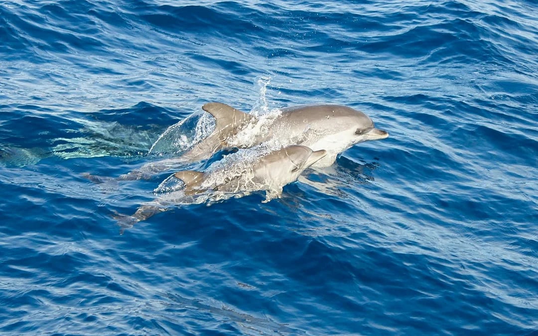 Speedboat Whale & Dolphin Watching Cruise Image 1