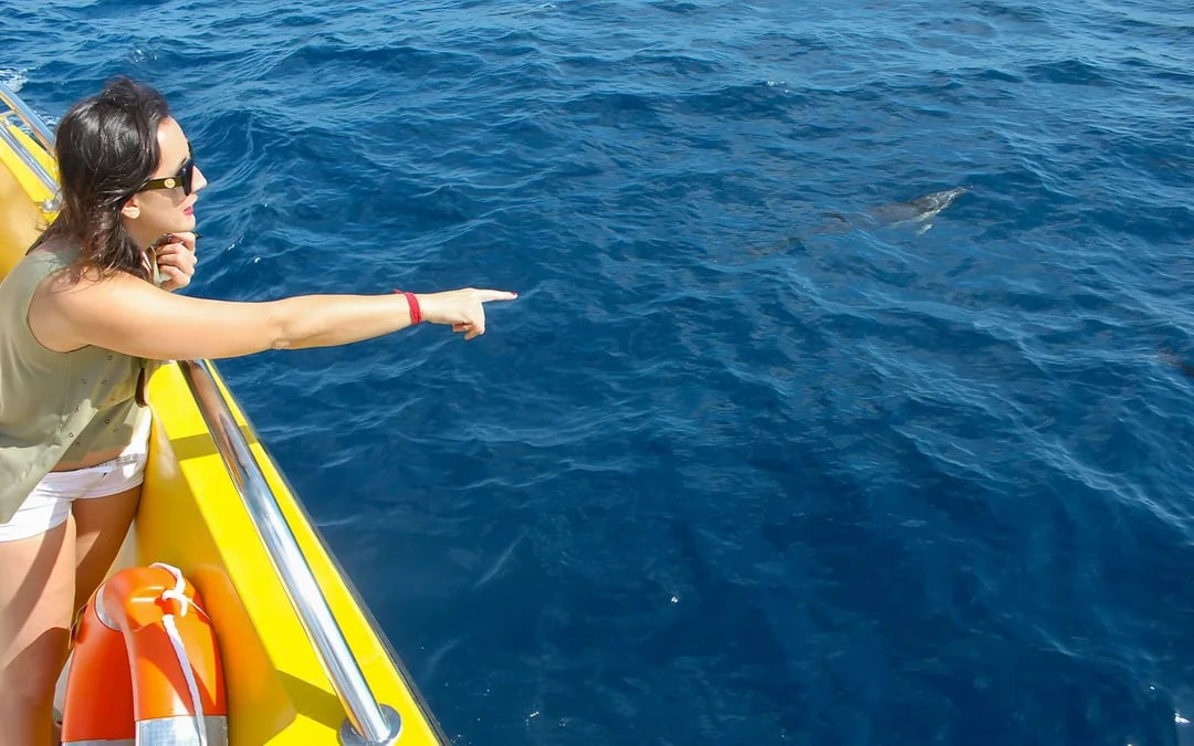 Speedboat Whale & Dolphin Watching Cruise Image 3