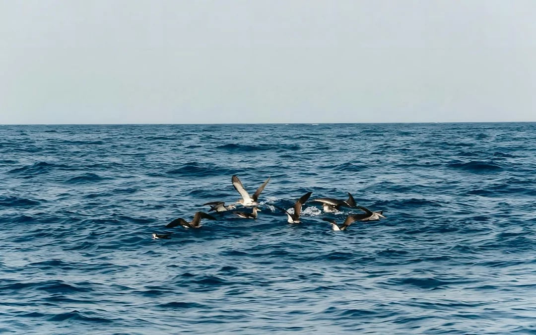 Speedboat Whale & Dolphin Watching Cruise Image 4