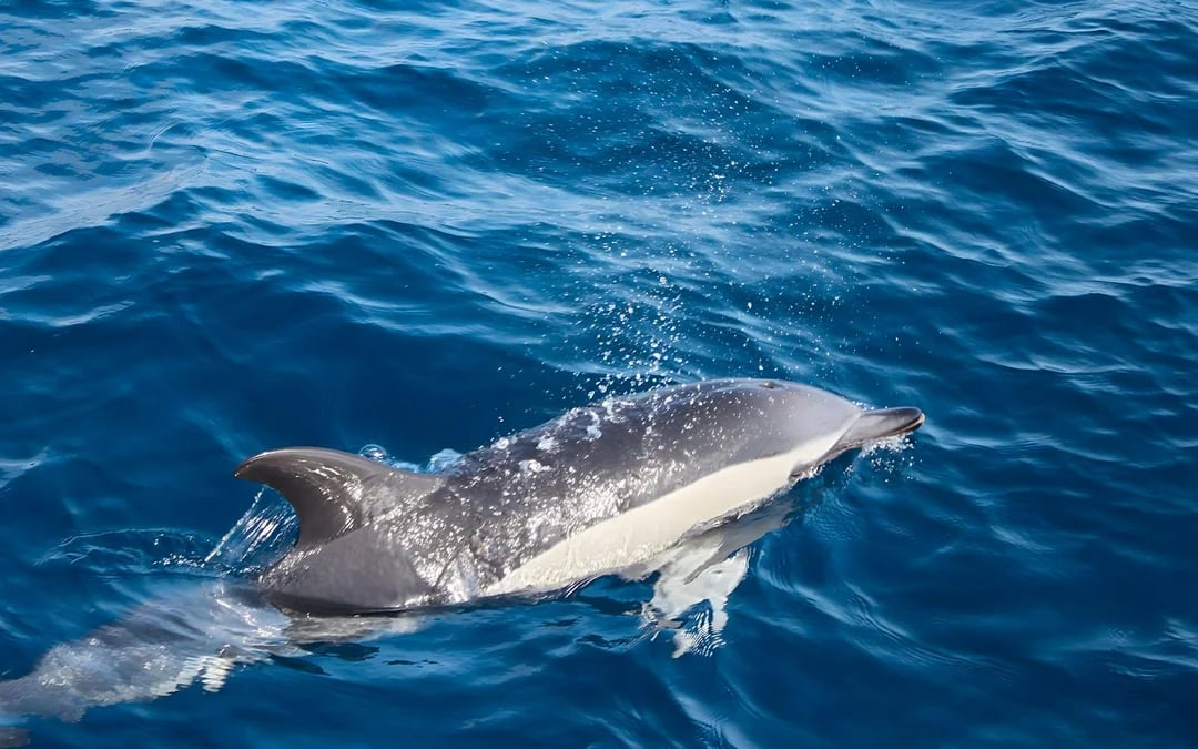 Speedboat Whale & Dolphin Watching Cruise Image 6